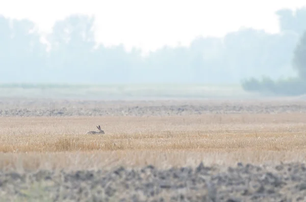 Divoký králík na půdě pluh — Stock fotografie